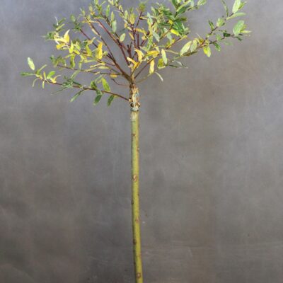 6a7a2b602f8f929e451dfd9d4f807fdb