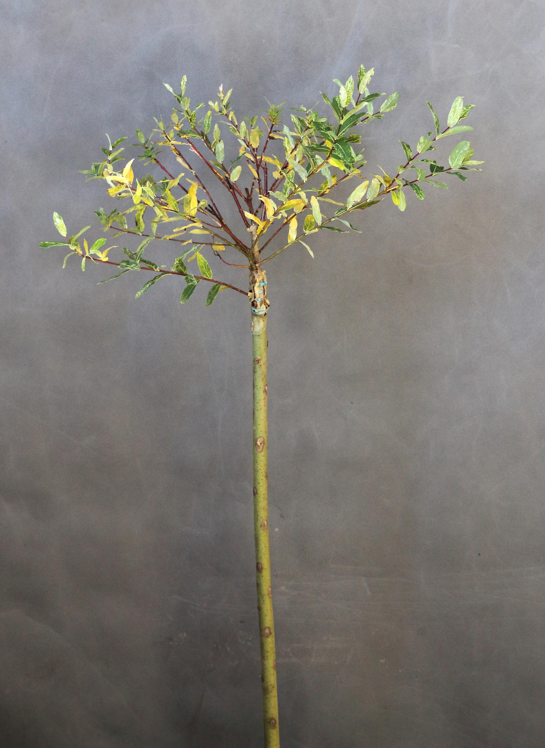 6a7a2b602f8f929e451dfd9d4f807fdb