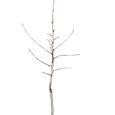 afeb0b01421f61dcde33deb1b1516d4f