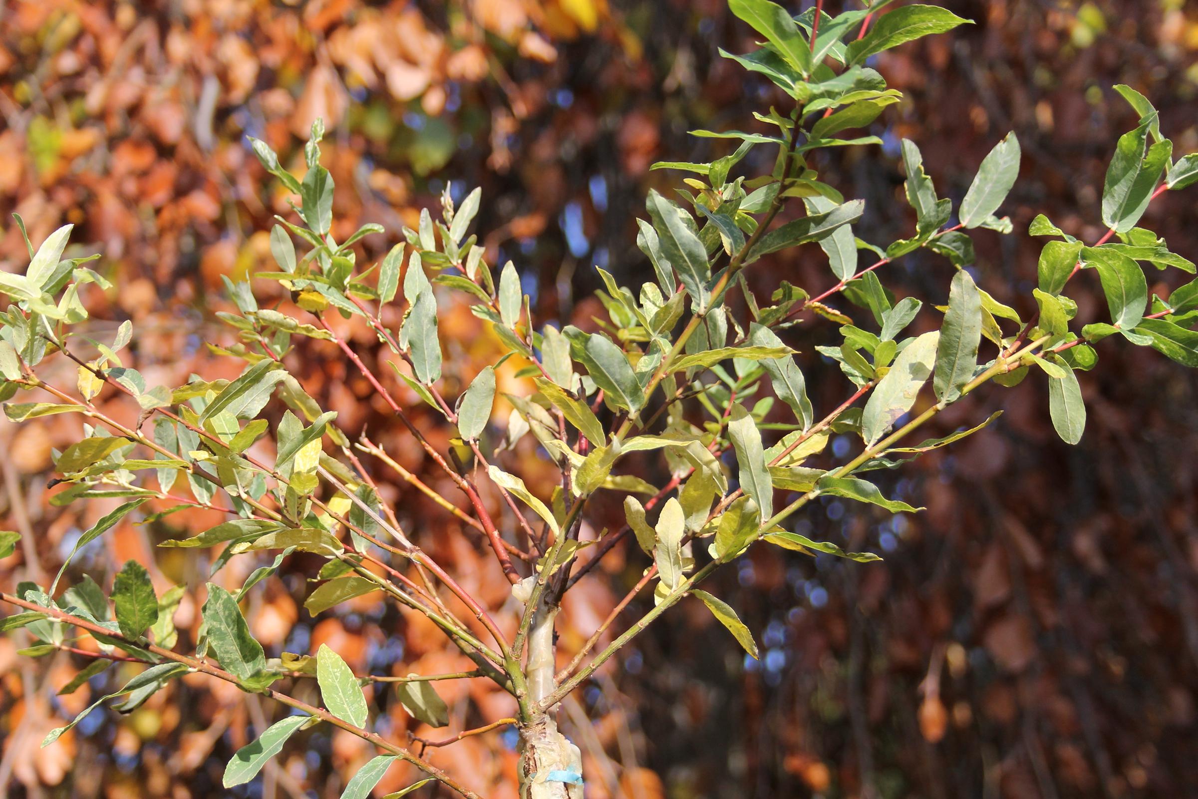 4ac318c2aa2b792e75605663bac4ac09