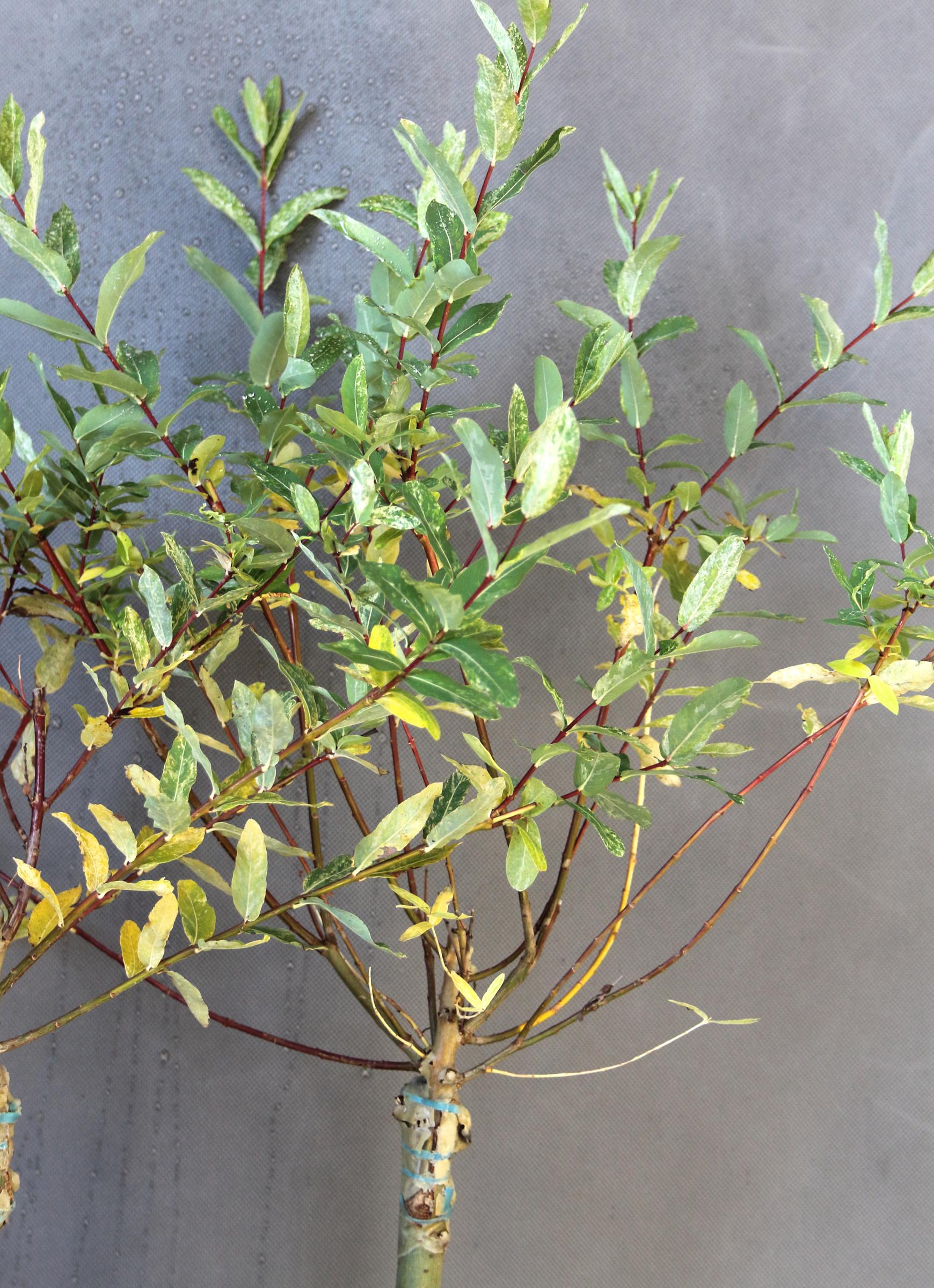 a797179b3601e03c72db133f24ce59a2