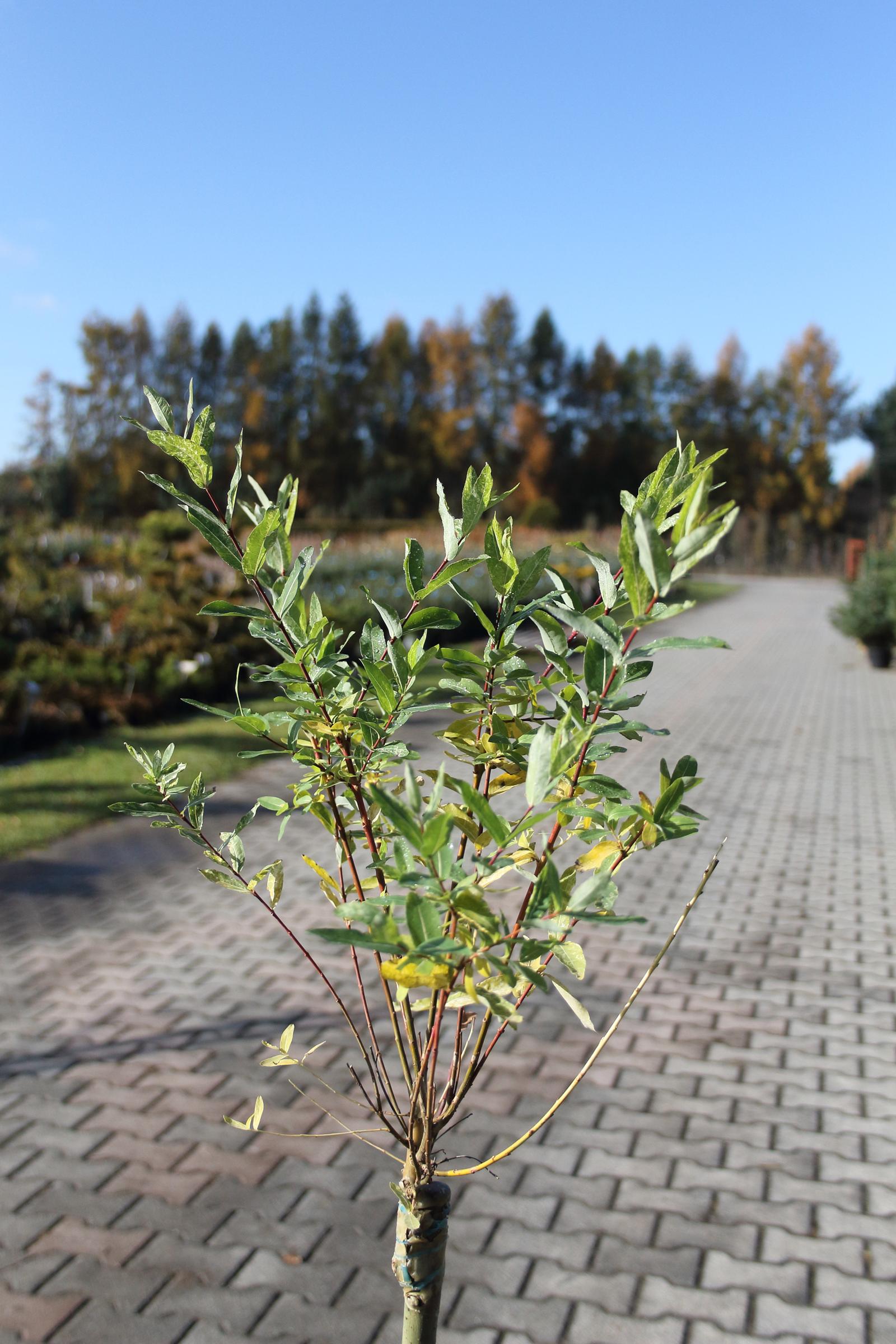 14c8330c3d03f8a24542e93d30573bbd