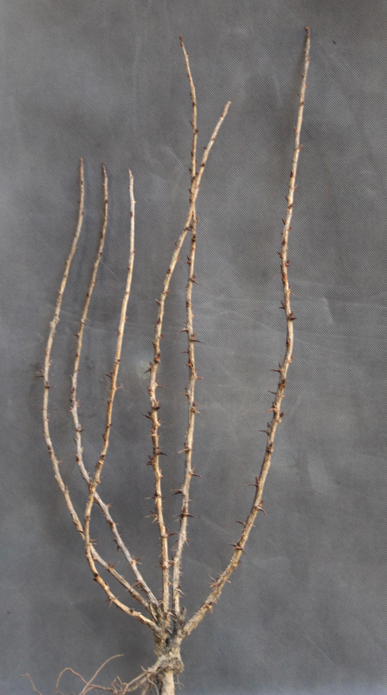 811c5ea2fa7e9a89a6113d810a5baa96