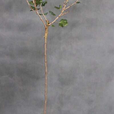 4d9af0cf1783eeca106027b8bf118ed2