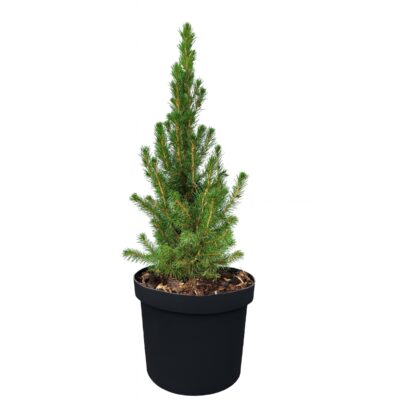 97ba5d26873c1de5341b5c8b88d6c89d