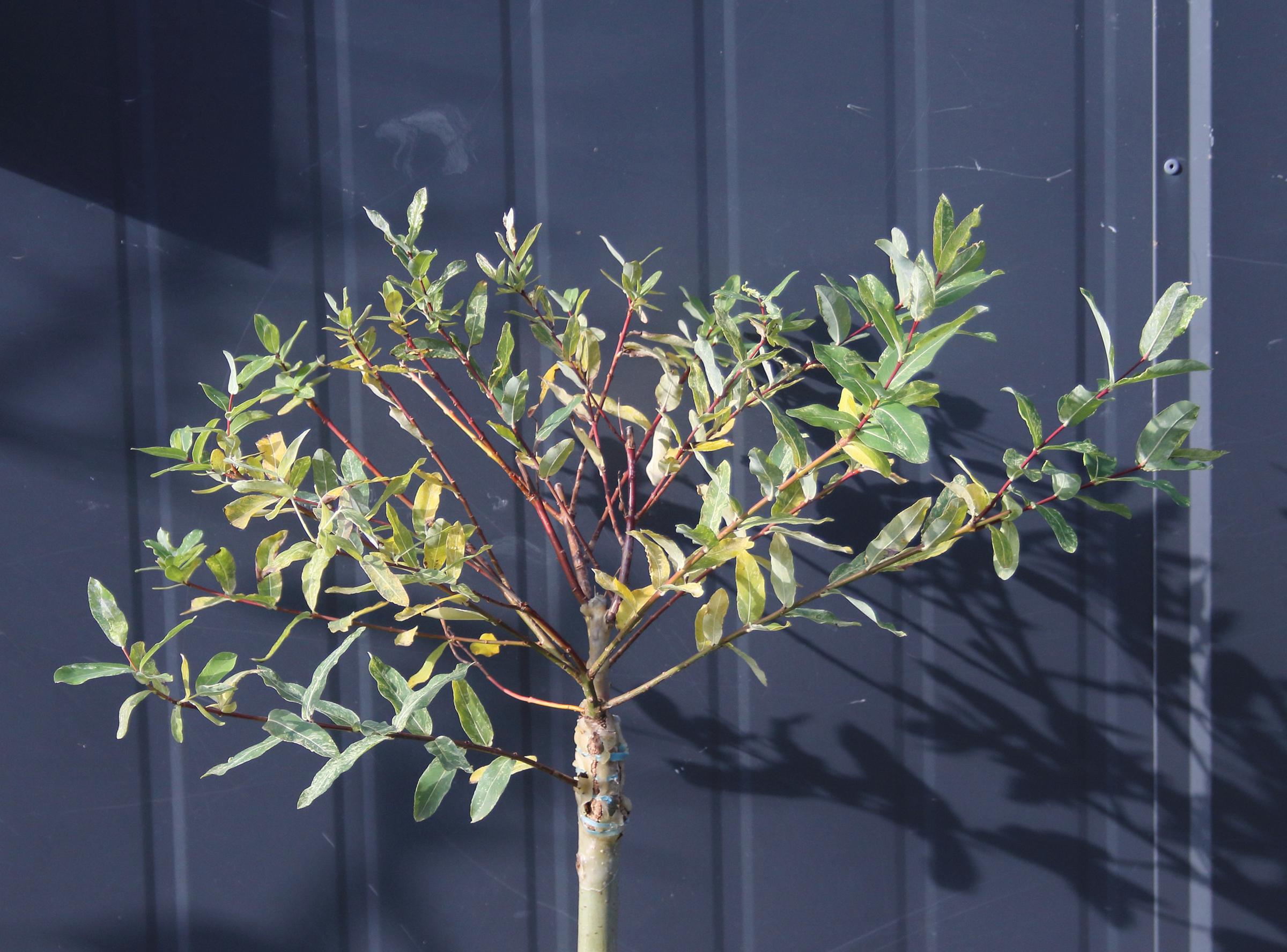 706942f657adb2c1e13b8345e265dcaf