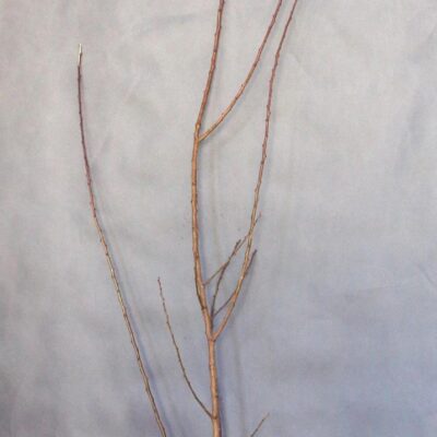 eefcd917c5cb3983c6c0d70f7e856ed6