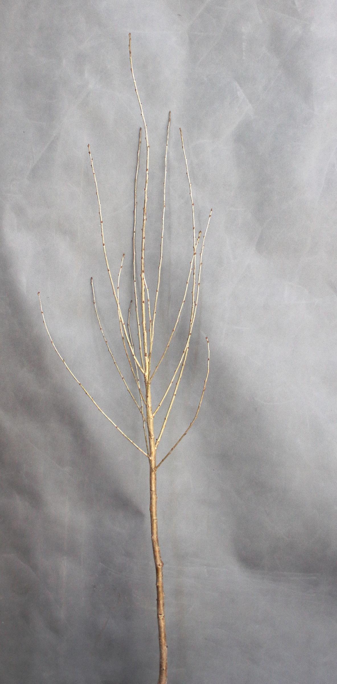 00deaa5370011c933e71e898c47385c5