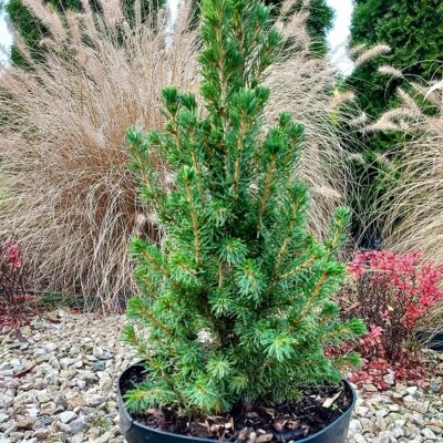 48ede5fb2d7721f0a776396280305758