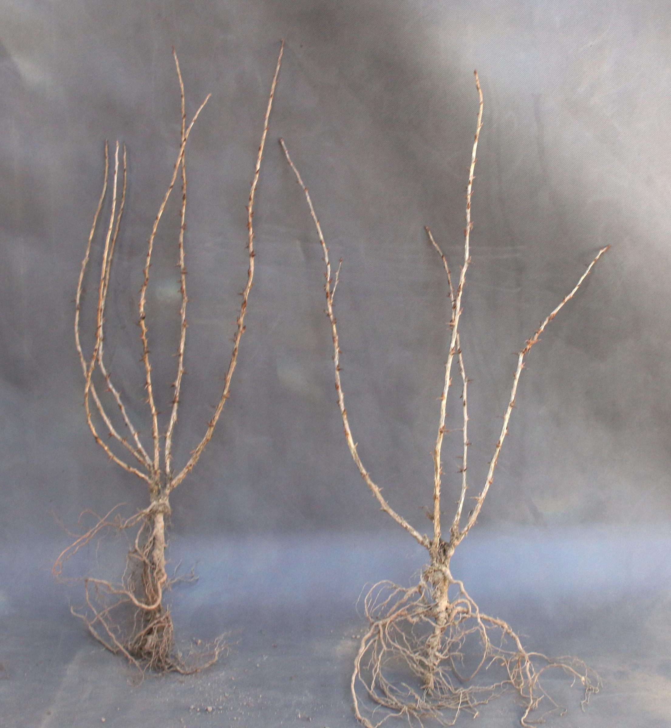 51c3beb60b6f4f33c3dfbb2b8dc0df6f