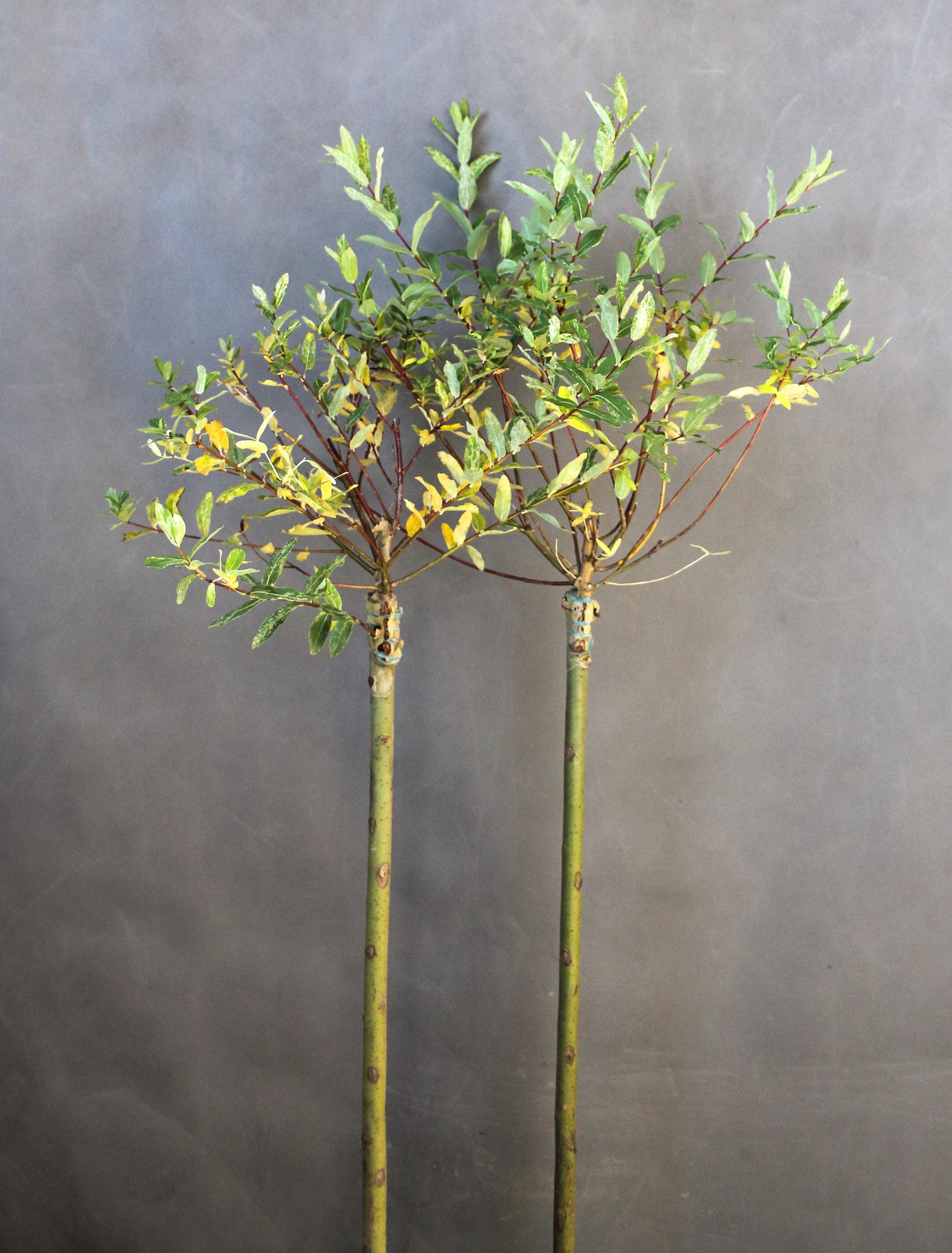 8745c9d94f95acb47a9fa6132609470b