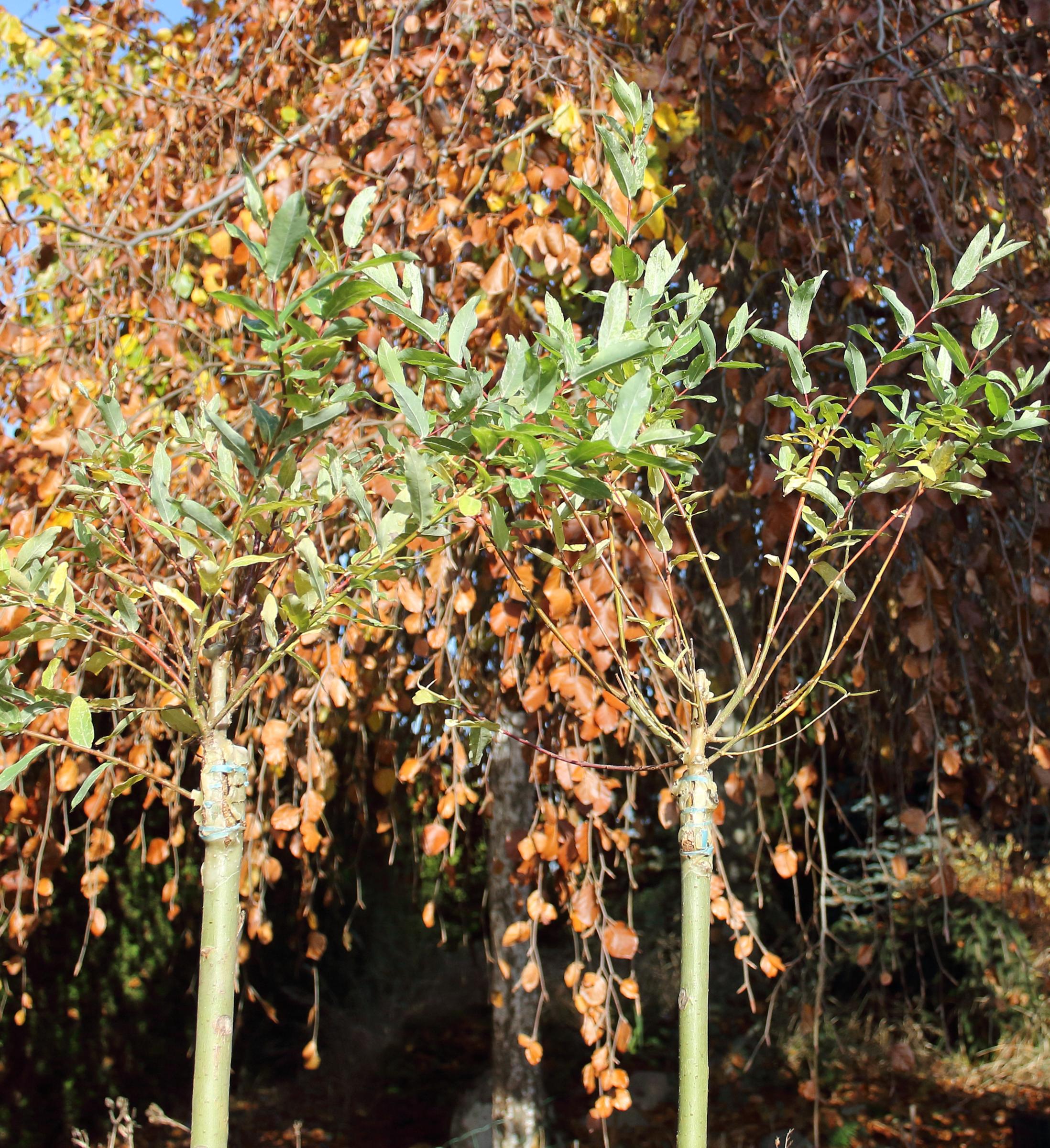 fce1d8baa3cfb7899f49d5ddeca29f79