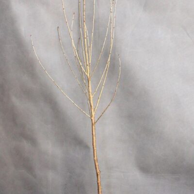 7721a8f499fd829a2ba78a3cc2c077a9