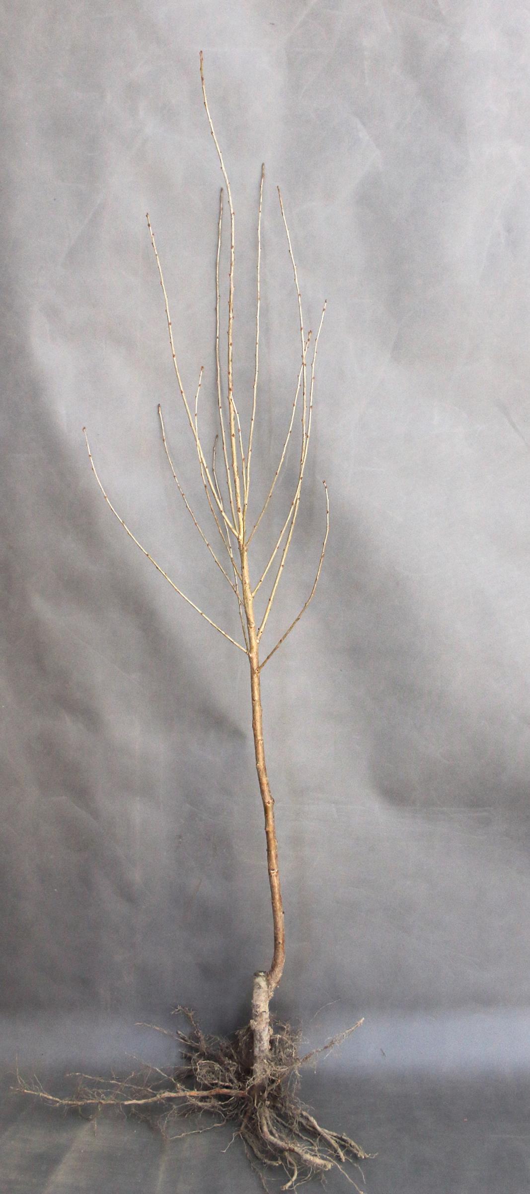 7721a8f499fd829a2ba78a3cc2c077a9