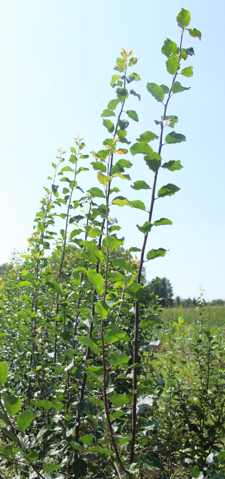 166589f873b7952b35461b5dc77cd17a