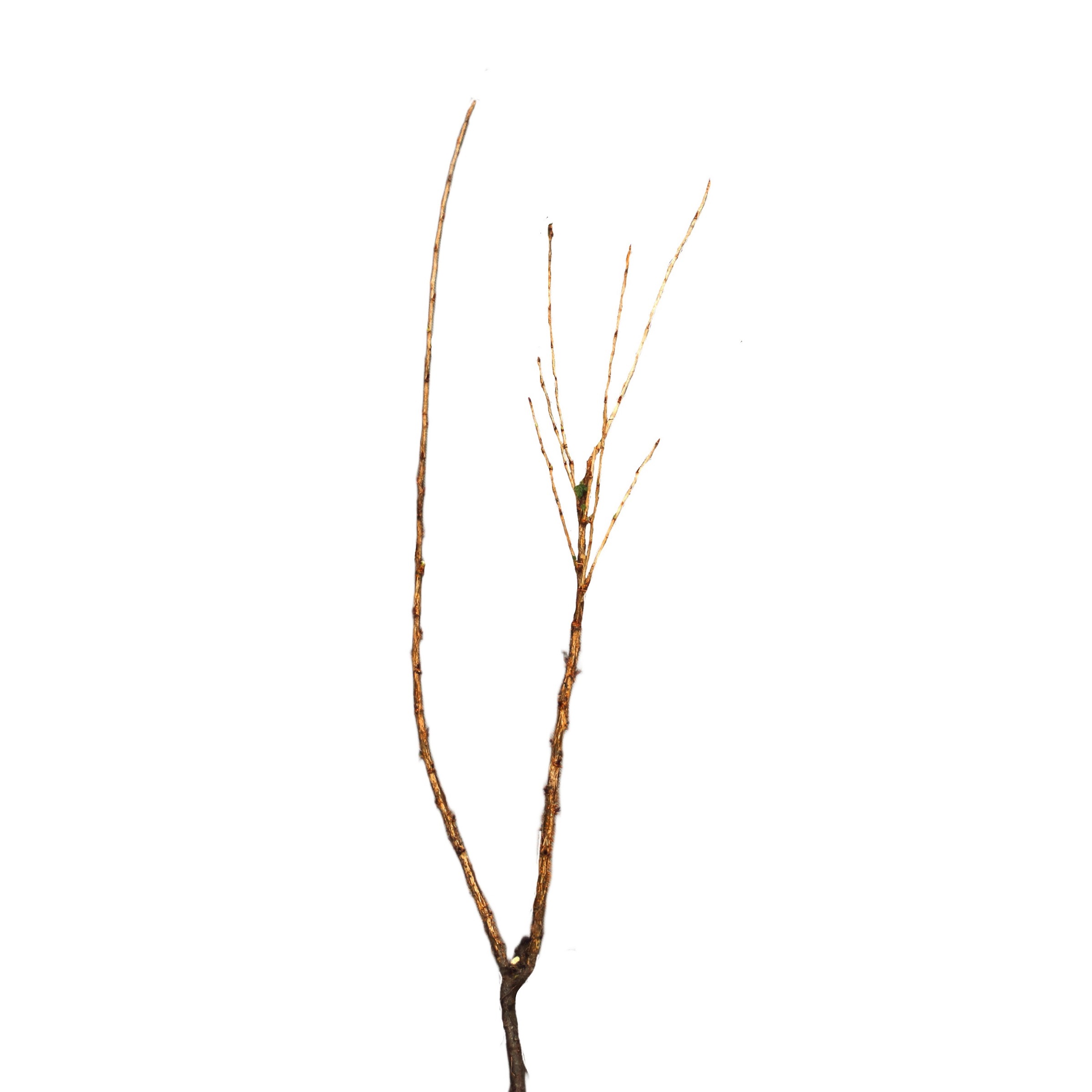 b25932e4da971121300d7474ae72ee8f