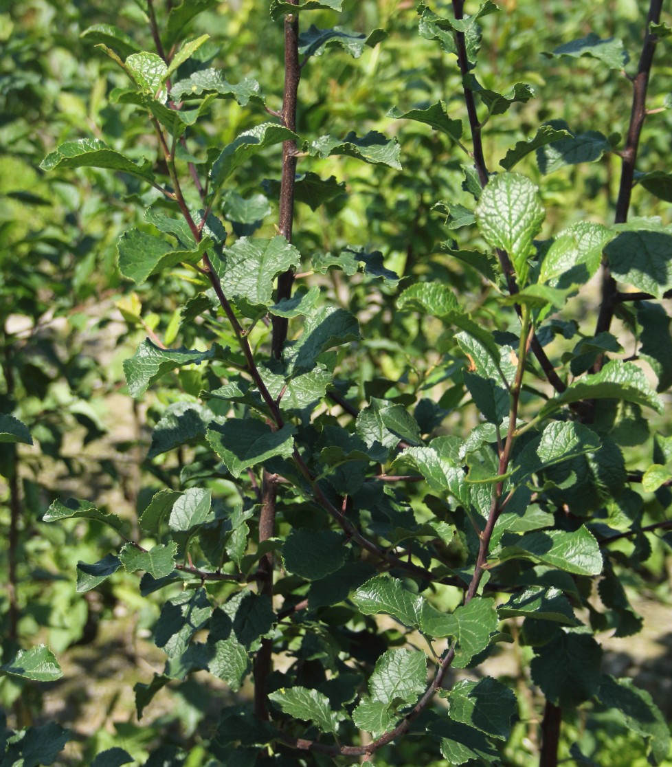 05a11d559a4d4f6eaeacabd8f580332b