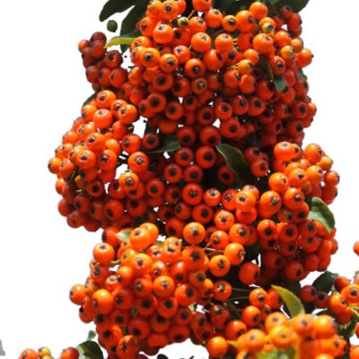 97765f34c30cefae35e191b7aae723b2