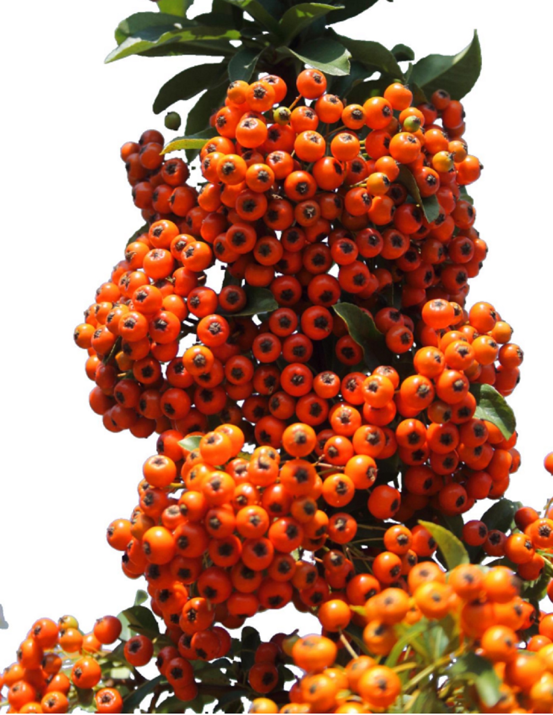 97765f34c30cefae35e191b7aae723b2