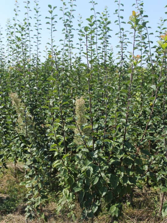 7be1b65b352285ac2b2e11fecea88cac