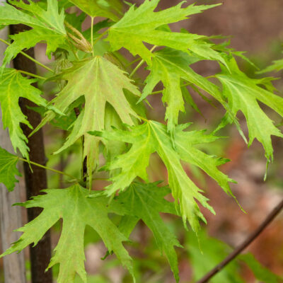 c8064be9832927acc1896fdb40a97f82