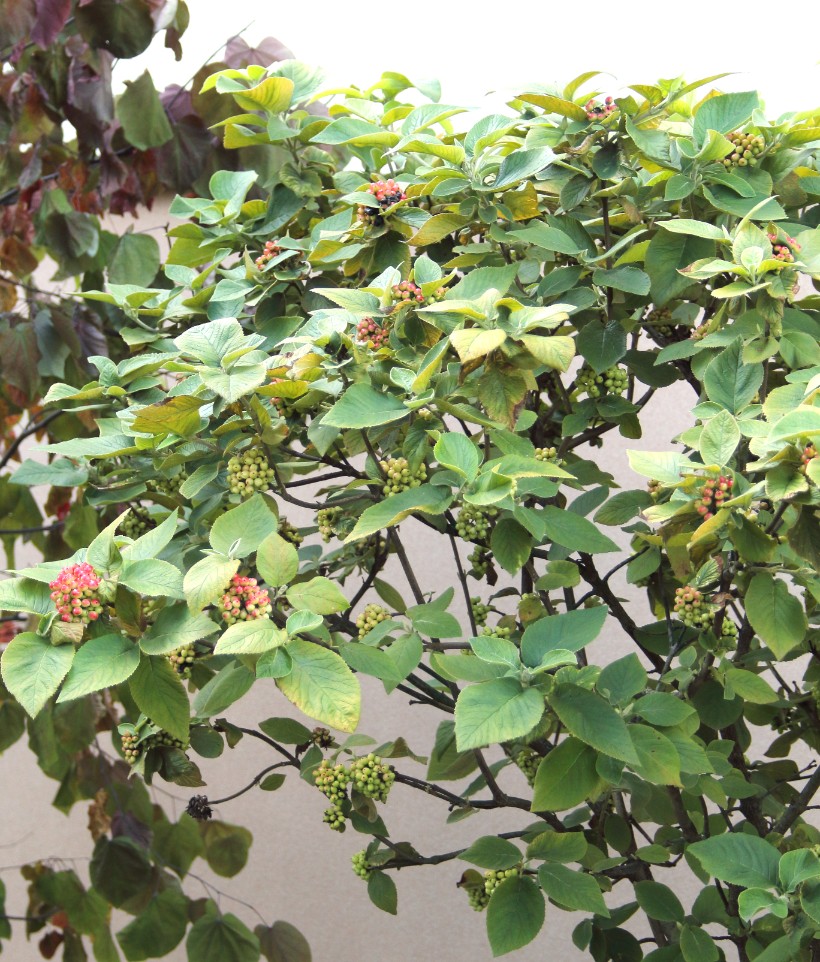 5a96e0ee86e9ea229b514fd4cbd43b2a