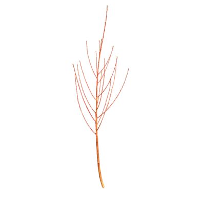 394b0a374f1edcc8a04fa9de8e837646
